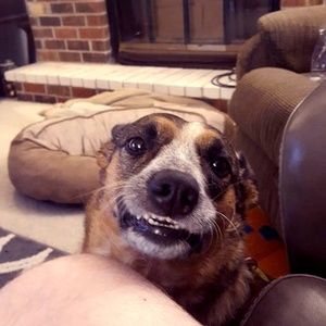 Meet your Posher, Abby